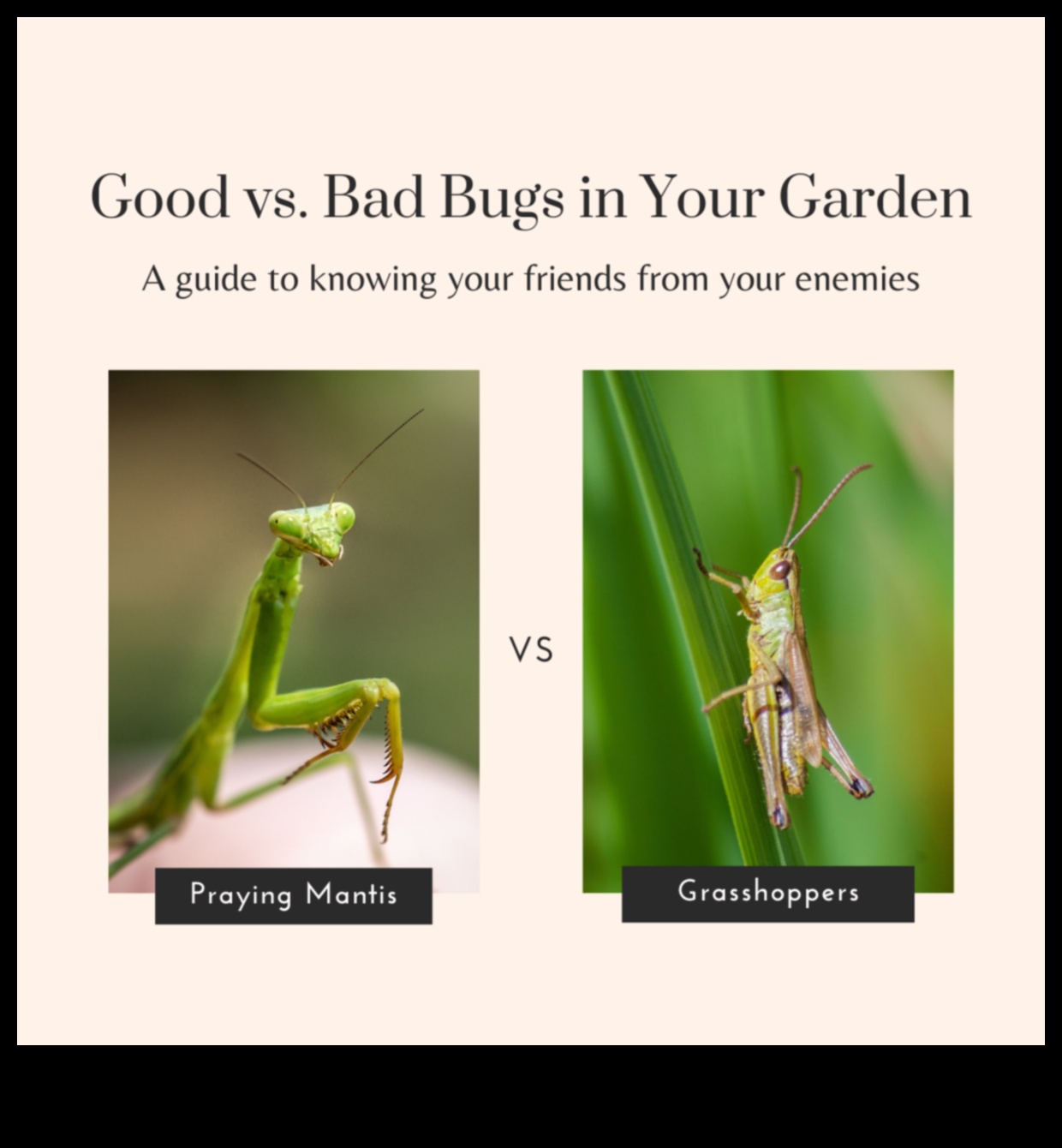 الجنة المضادة للآفات: حراسة الخضر الخاصة بك بالخبرة