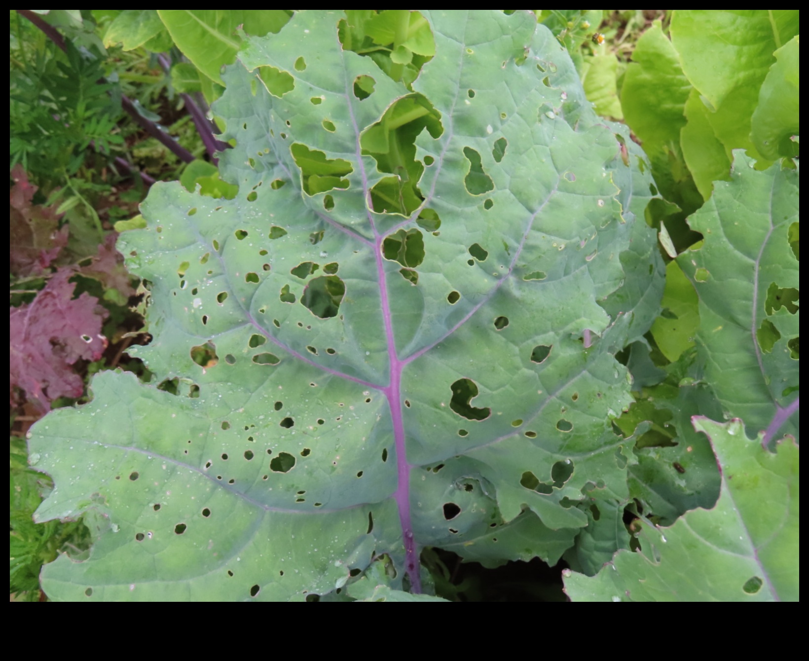 الجنة المضادة للآفات: حراسة الخضر الخاصة بك بالخبرة
