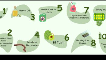 الجنة المضادة للآفات: حراسة الخضر الخاصة بك بالخبرة