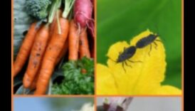 حماية ملاذك: الدفاع ضد آفات الحديقة