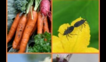 حماية ملاذك: الدفاع ضد آفات الحديقة