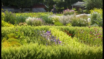 أزهار الاستدامة: الحدائق العضوية في إزهار كامل