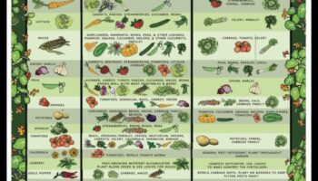 الرفاق الأخضر: التنقل في فن الزراعة المصاحبة
