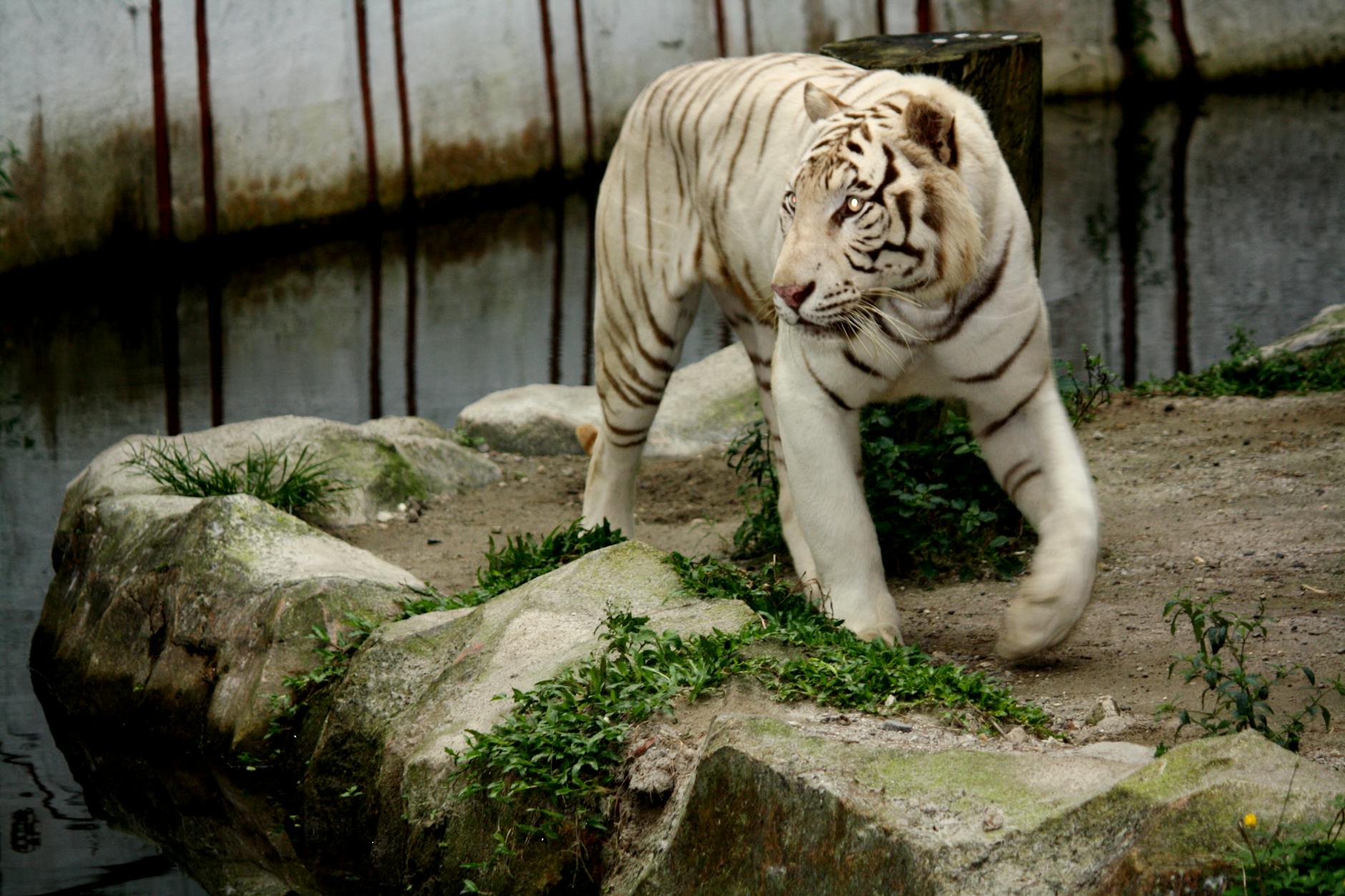 حديقة غريبة الأطوار بها بيت طيور، وبئر أمنيات، وتمثال جنوم.