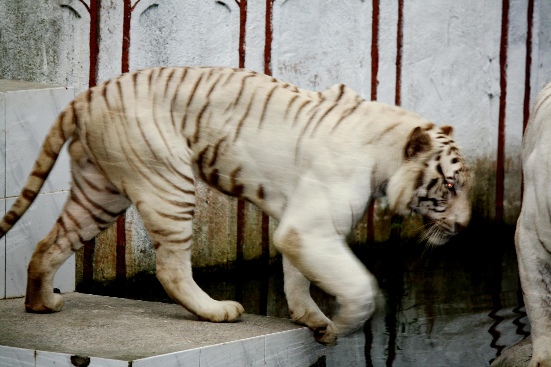 حديقة غريبة الأطوار بها بيت للطيور، وبئر أمنيات، وتمثال لجنية.