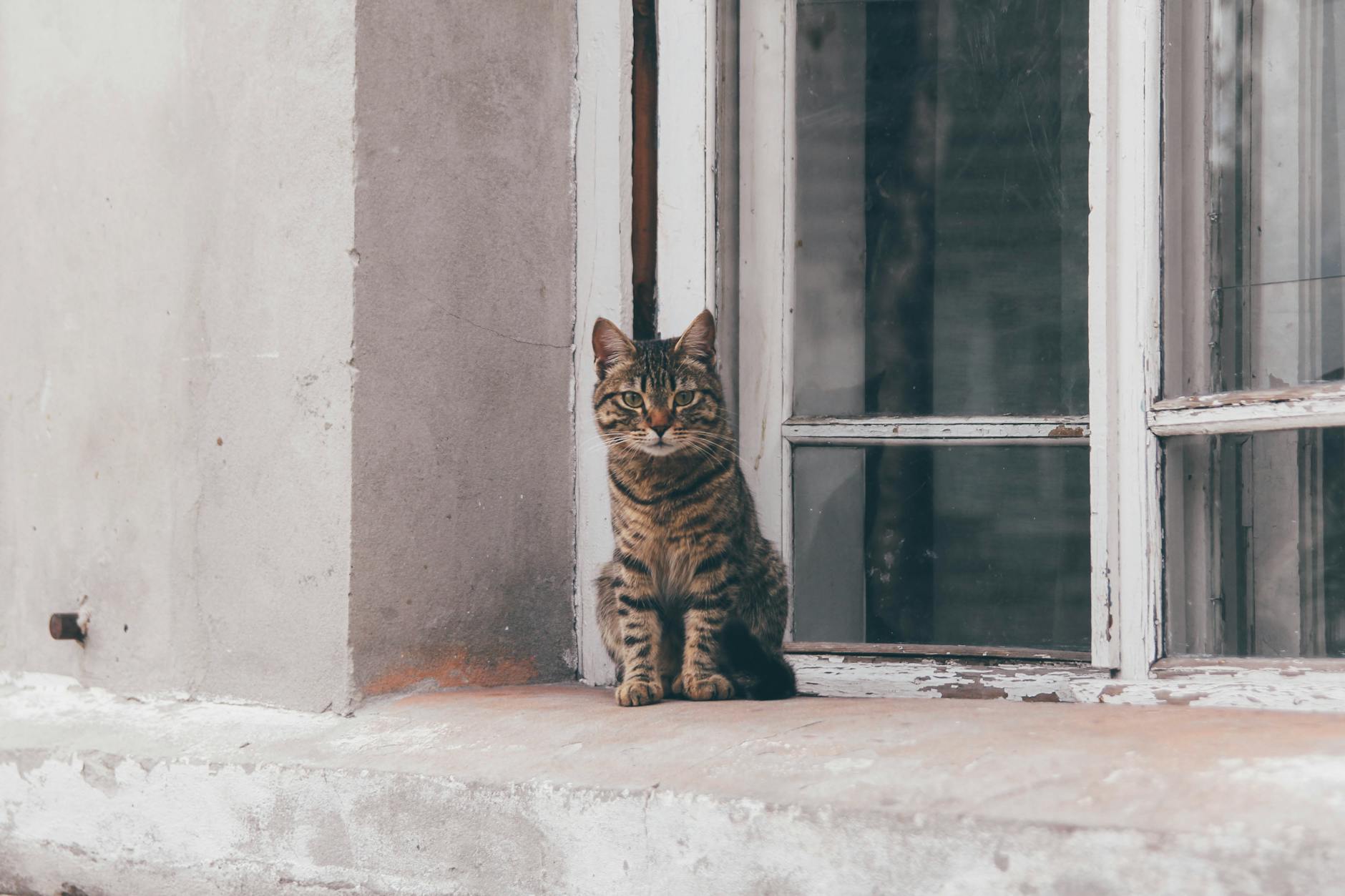 حديقة غريبة الأطوار بها بئر أمنيات وحوض للطيور وتمثال جنوم.