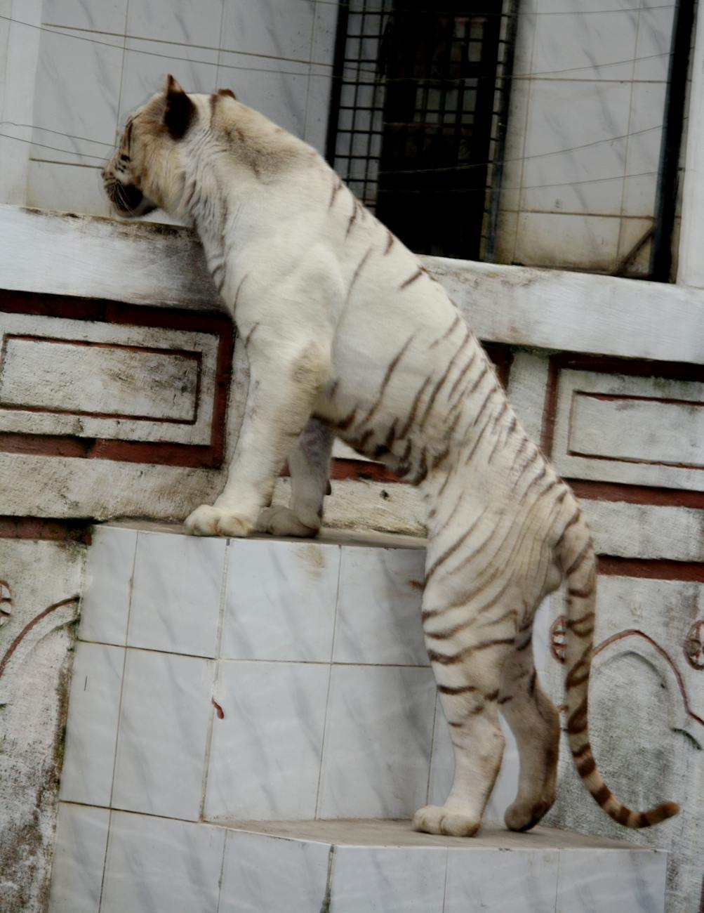 حديقة غريبة الأطوار بها بيت شجرة وبركة وجسر.